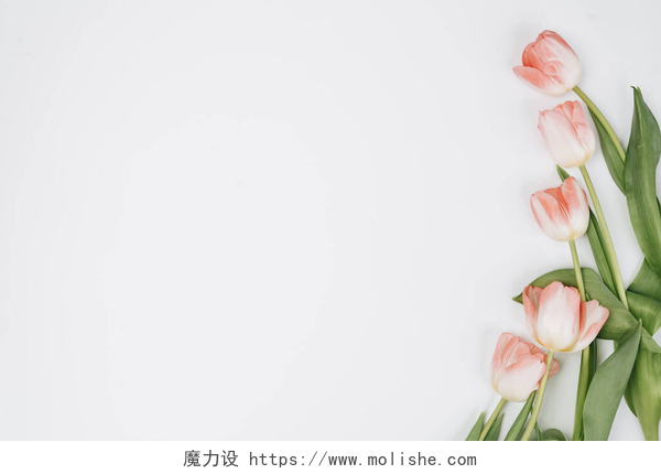 白色背景上的粉色郁金香带有复制空间的白色背景春花